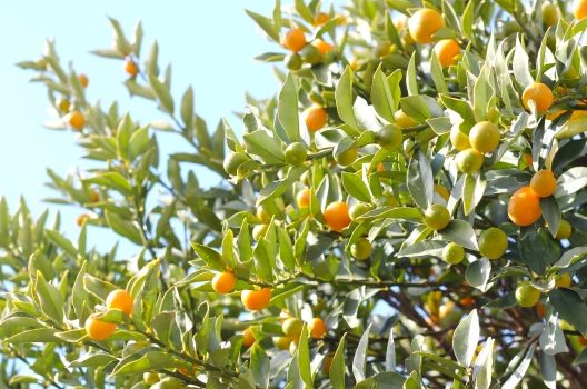 金柑 キンカン の剪定時期は?樹齢に合わせた剪定のコツ