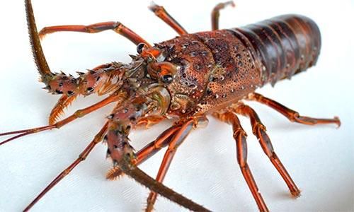 伊勢海老料理専門店がご提案！美味しい伊勢海老レシピ7選