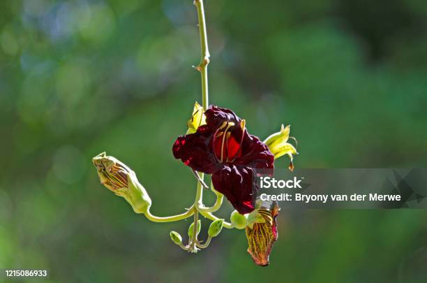 見た目そのままソーセージノキ！公園だより海洋博公園 Official Site - スマートフォン版