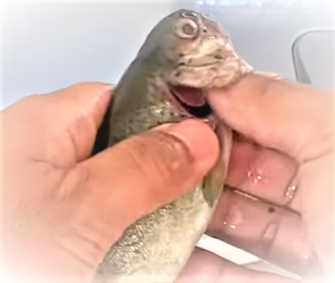 虹鱒 ニジマス の塩焼きを食べたい！包丁を使わずに美味しく仕上げるコツ