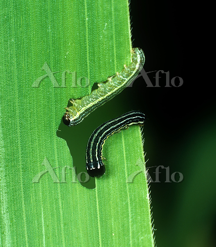 とうもろこしが美味しい証拠 : カリフォルニアのばあさんブログ Powered by ライブドアブログ