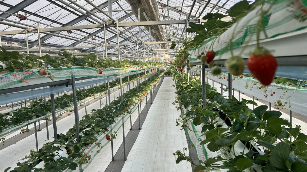 オーガニック サウスアメリカン イェルバマテ、ブラジリアンマテ、114g 4オンス