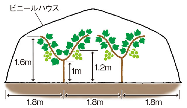 シャインマスカットの短梢剪定樹齢で異なる剪定のやり方2～4年目主枝の剪定を個別解説