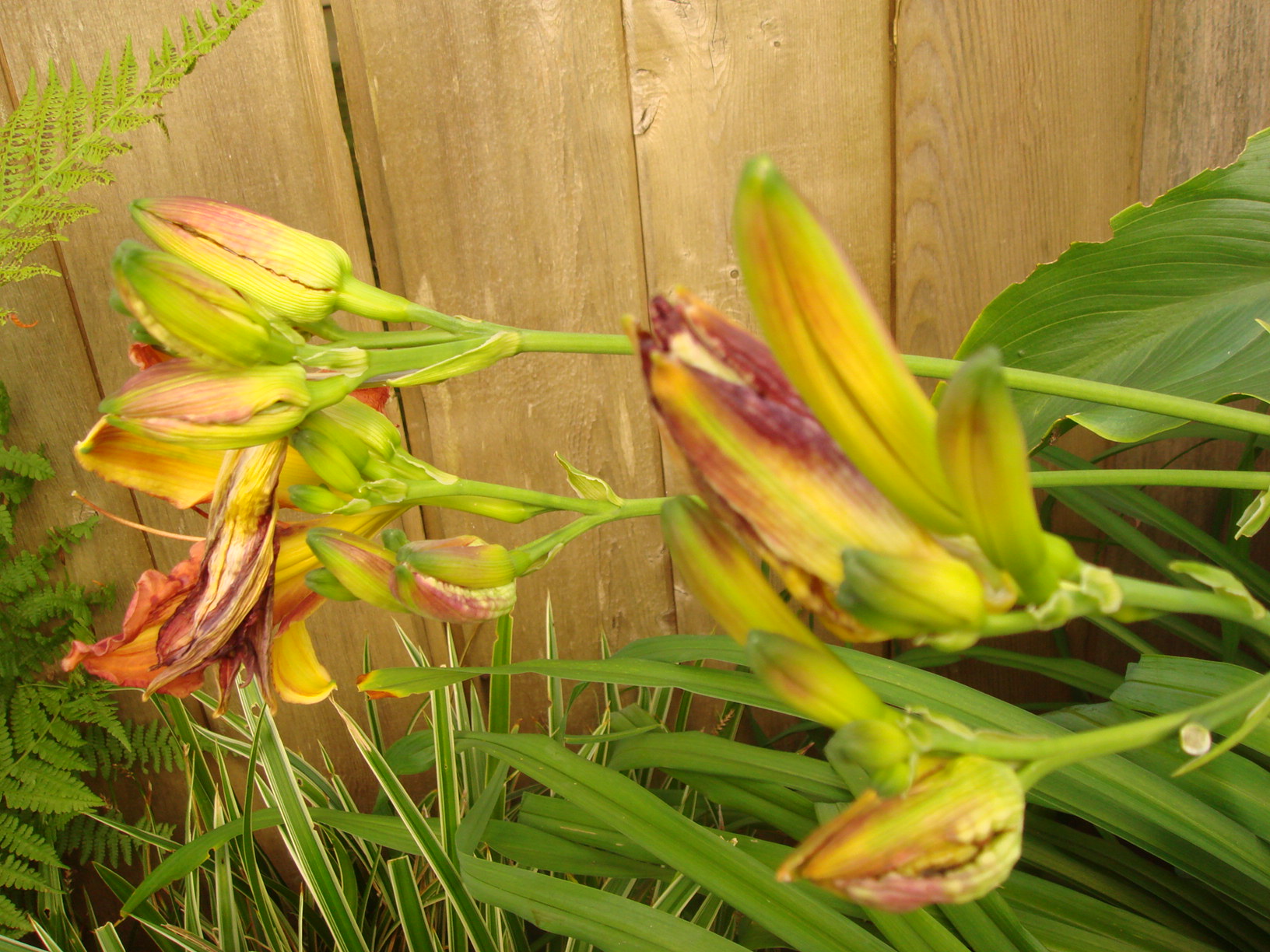 花を食べる！？夏の野草 ヤブカンゾウ の蕾中国料理では 金針菜