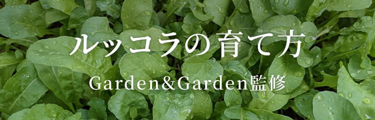 ルッコラの育て方プランターでの栽培方法、種まきや植える時期は？🍀GreenSnap グリーンスナップ