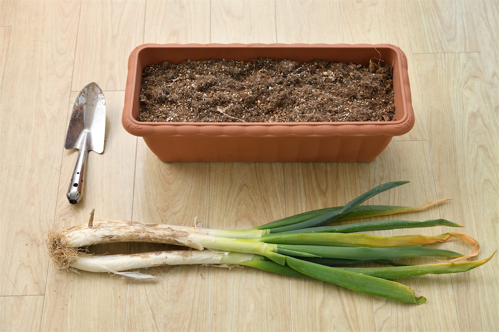 長ねぎ大阪市中央卸売市場