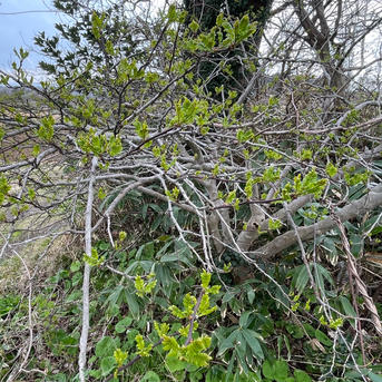 山菜 白木の芽- おとめちゃん