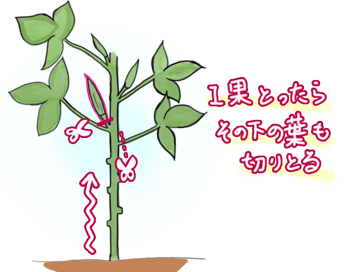 オクラ」の栽培 直まき についていきいき菜園生活 公式 ＪＡ京都 暮らしのなかにＪＡを
