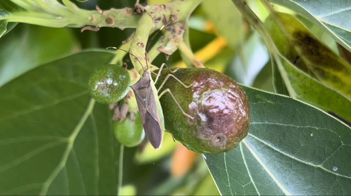 コストコで買ったアボカドの種を水耕栽培してみた。コストコ通 コストコおすすめ商品の紹介ブログ