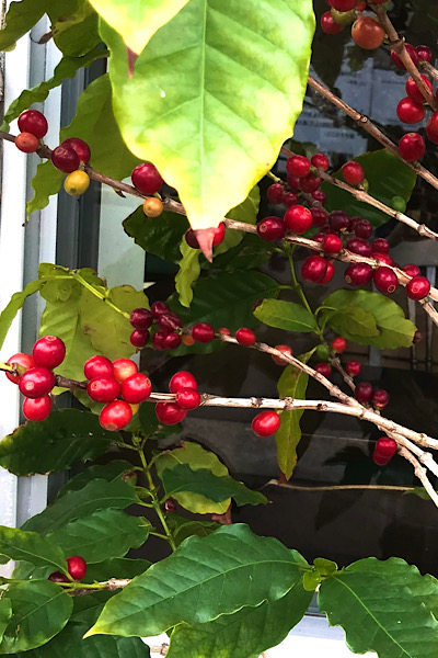 収穫後どうなる？コーヒーチェリーのその後コーヒー豆・コーヒー粉・コーヒー器具の販売店BASE COFFEE ベースコーヒー