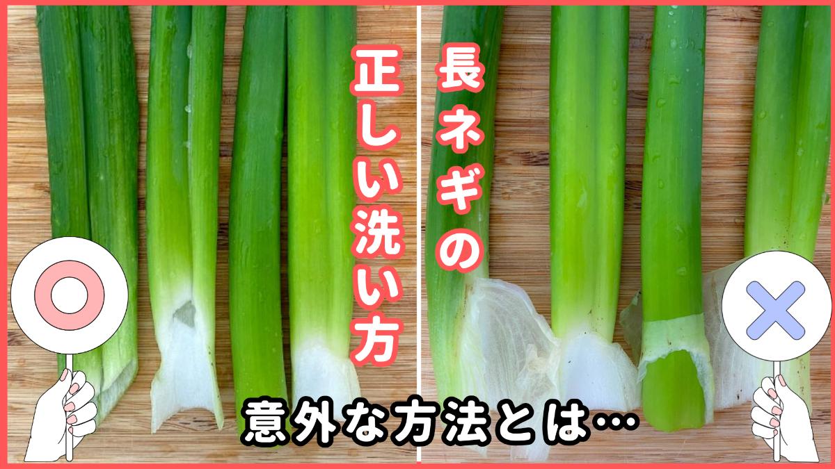 異常気象に負けない、「根深ネギ」栽培のポイントと品種の選定品種ピックアップ最前線WEB - タキイ種苗