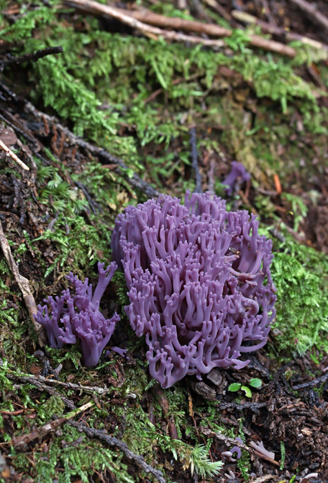 野生キノコにご注意ください！ 注意喚起福井県ホームページ