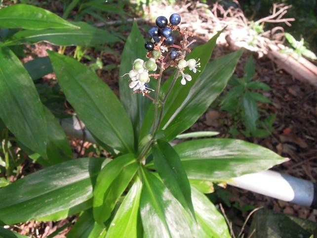 ツユクサ科～ヤブミョウガ 藪茗荷- 奥行き１ｍの果樹園