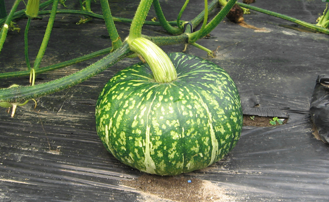 かぼちゃの栽培方法 ～種まきから収穫まで解説!仕立てや人工授粉、追肥、うどんこ病予防のポイントも～株式会社タカギ読みもの