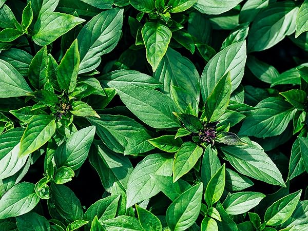タイバジル ホーラパー の種 - マルシェ青空