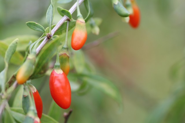 楽天市場P10倍 有機 クコの実 Green Dish 200g 国内製造 オーガニック 有機JAS認定 保存料 着色料 無添加 無着色ゴジベリー 杏仁豆腐 更年期 赤い実 枸杞子 ウルフベリー スーパーフード ドライフルーツ 枸杞の実 薬膳 砂糖不使用 栄養 大粒 サプリ :自然素材への