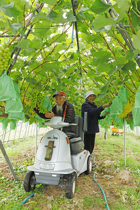 シャインマスカットの育て方植え付けから収穫までの基本のステップお庭110番