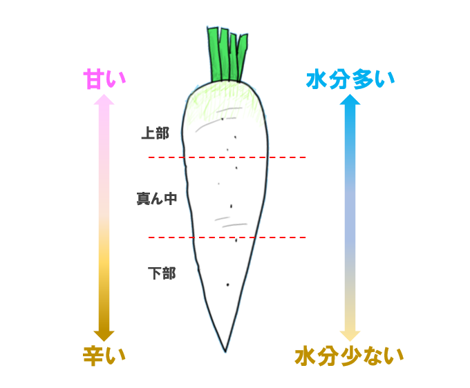 シャキシャキおいしい！大根サラダの基本レシピ