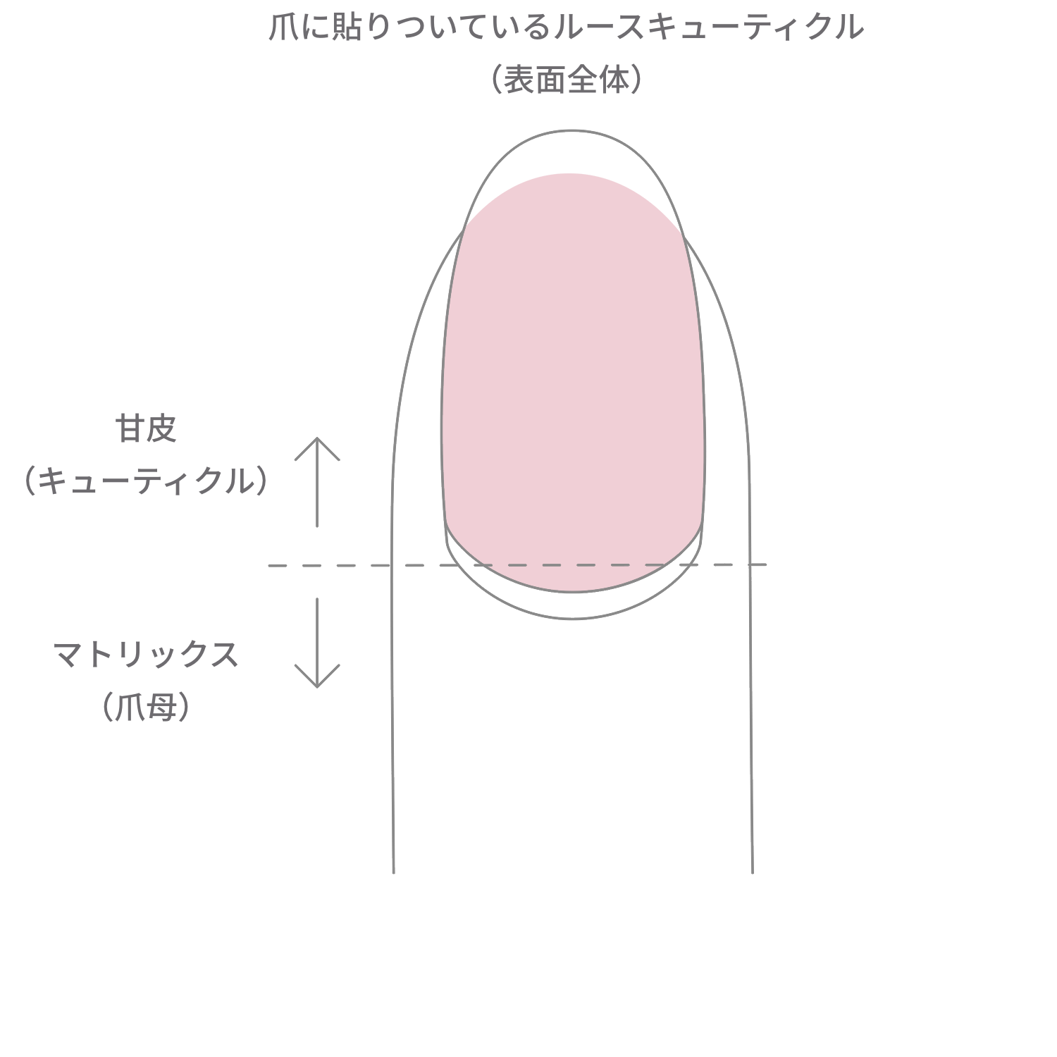 今すぐできる！甘皮処理のやり方｜家にあるものでできる方法＆専門道具を使った方法の2パターンを紹介 | LIPS