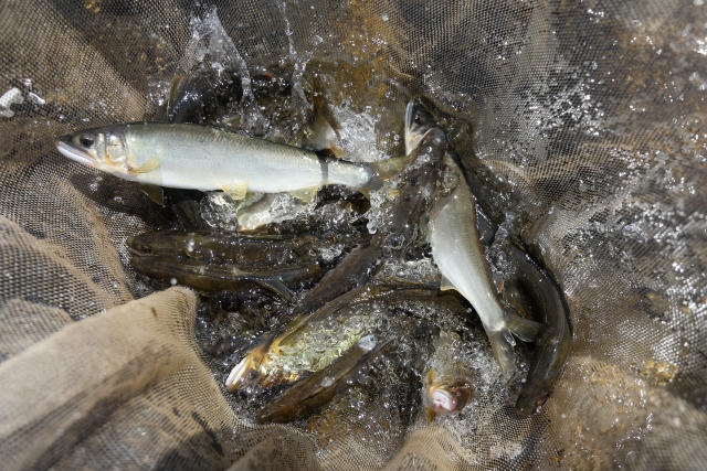 冷凍鮎10尾 １kg 愛知県産養殖: 鮎知 - 通販 - Yahoo!ショッピング