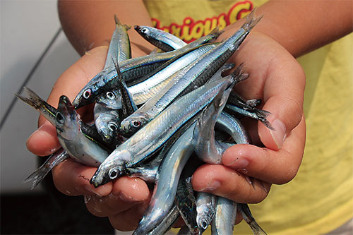 鹿児島県産 きびなご丸干 阿久根港 4串公式 イオン九州オンラインストア・通販