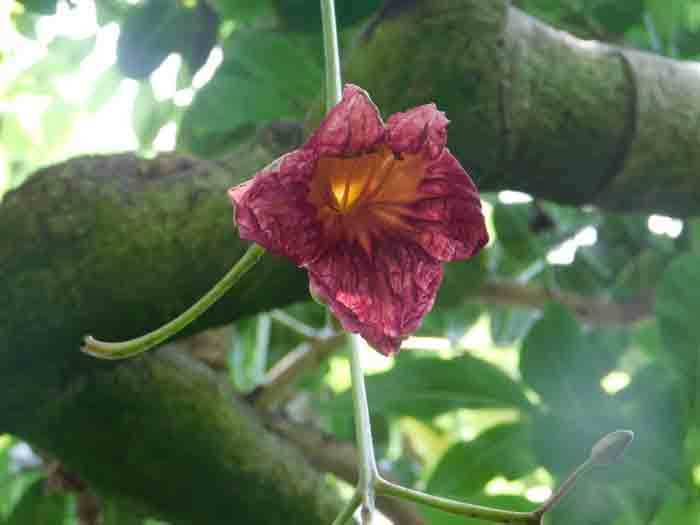 ソーセージの木の写真素材写真素材なら「写真AC」無料 フリー ダウンロードOK