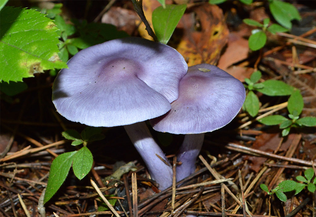 ムラサキシメジきのこ図鑑