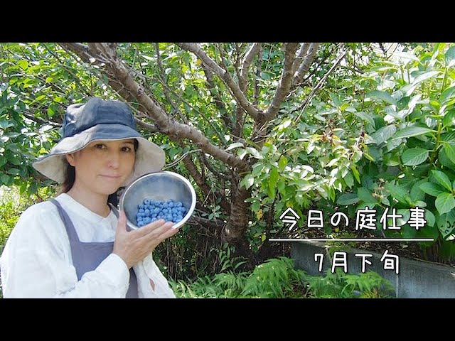 観葉植物 ブルーベリー 実付きが良くなる２株栽培セット！ ラビットアイ系 品種おまかせ２鉢家庭菜園 果物 収穫北海道冬季発送不可 群馬県千代田町 インテリア ナチュラル 自然 プレゼント ギフト 贈答用 送料無料 趣味 風水 緑 人気 オススメ 初心者 玄関 自家栽培 株式会社チャーム