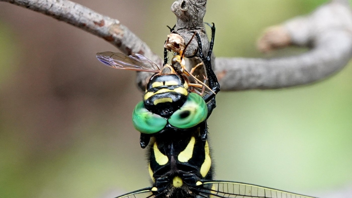 オニヤンマの特徴や産卵の様子、ヤゴも紹介！虫の写真と生態なら昆虫写真図鑑「ムシミル」