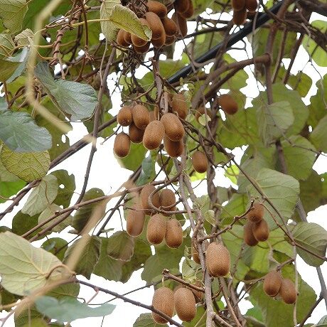 果樹の定植 キウイフルーツ- 無農薬・自然菜園 自然農法・自然農 で、持続できる自給自足Life。～自然な暮らしの豊かさの分かち合い～
