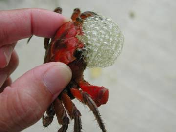 カニが泡を吹いているみたいな「カニのハンドソープ」登場 Xで8万いいねのアイデアを商品化 1 3ねとらぼ