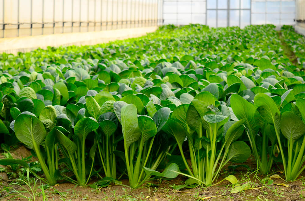楽天市場 冷凍野菜 宮崎産小松菜 500g 19530 冷凍食品 業務用 おかず お弁当 こまつな コマツナ 緑黄色野菜 バラ凍結 IQF:業務用食材 食彩ネットショップ