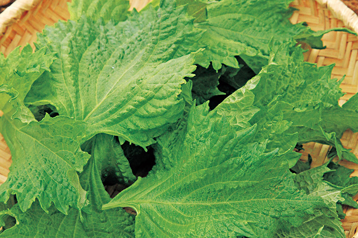 赤紫蘇の実でもOK☆紫蘇の実の塩漬けレシピ・あく抜き・保存法魔法の便利帳