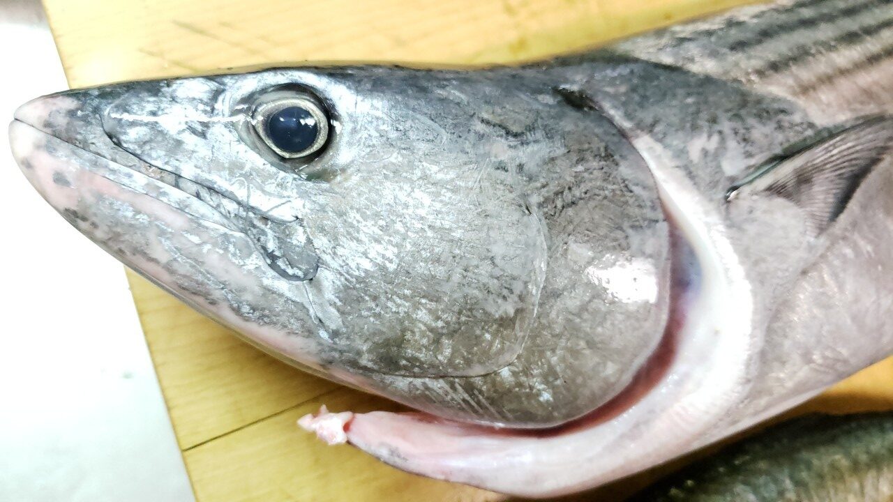 スマガツオ』１匹捌く！料理はタタキ・漬け丼・竜田揚げ！よちよちエクスプレス