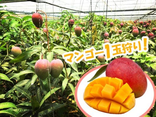 フルーツ王国うきは」で春夏秋冬フルーツ狩り体験・ツアープログラムじもとたび・九州九州観光機構