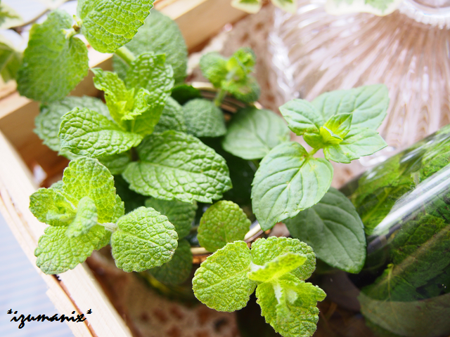 ハッカ油スプレー」の作り方！虫除け以外の効果やデメリットも解説キャンプ・アウトドア情報メディアhinata