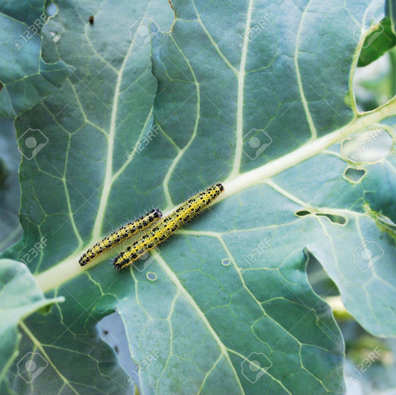 緑と黄色どっちを選ぶ？ ハズレのカットキャベツを買わない選び方！たった3つのコツを八百屋が伝授 青髪のテツ- エキスパート - Yahoo!ニュース