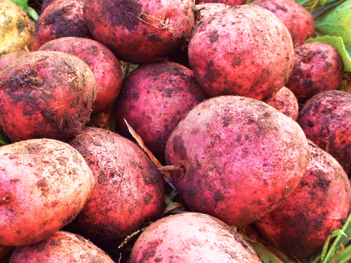赤いじゃがいも「レッドムーン」とは？味やおいしく食べる方法を紹介PREZO プレゾ- 北海道のお取り寄せグルメと産直通販
