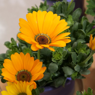 ノウゼンカズラ 凌霄花オザキフラワーパーク