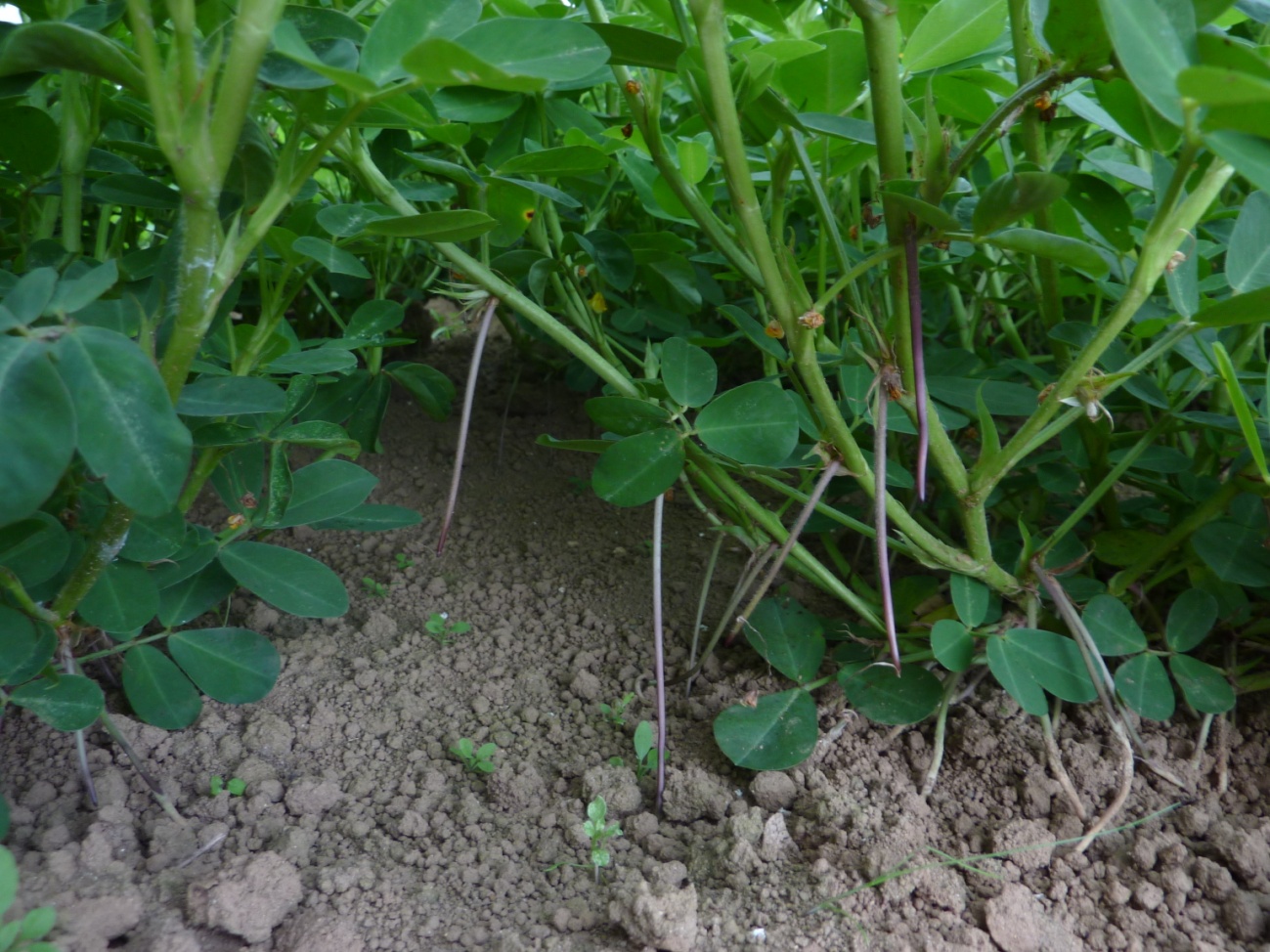 9月2日 この畑は雨が ピーナツの栽培状況 H25エハラピーナツ