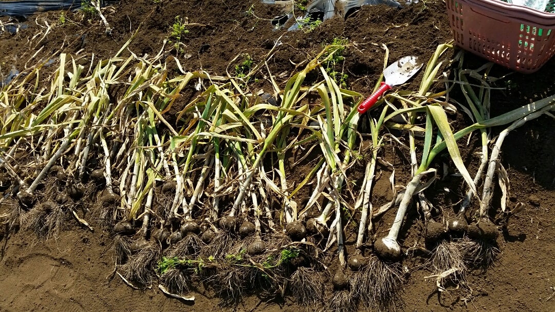 ニンニク栽培 初めての収穫と保存 - Hanana tree