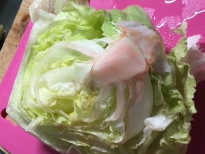 ピンク色になった『レタス』は食べていいの！？→実は知らない＜傷んだレタスの見分け方＞を紹介！antenna アンテナ