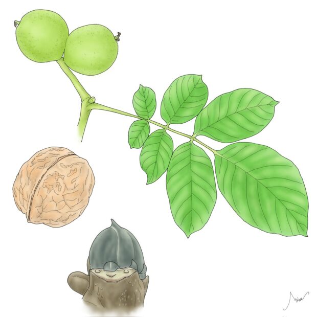 植物の生存戦略 ～クルミ～yunyun
