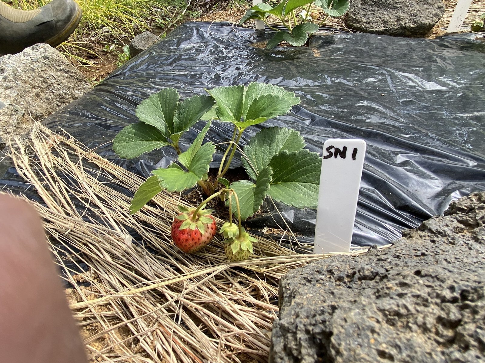 いちご栽培設備いちご栽培、いちご育苗、微生物、高橋種苗店