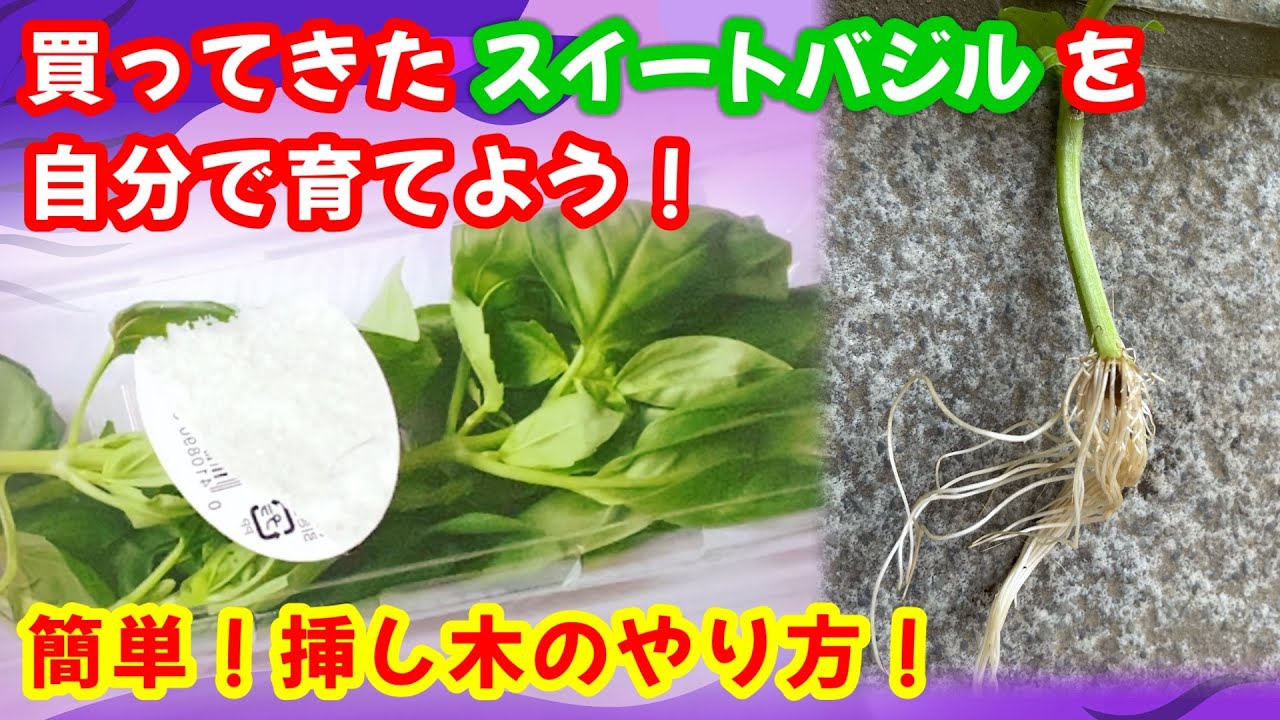 挿し木したバジル アジャカの苗を鉢に植え替えるデリシャスガーデン あるいは 2050年地球の旅