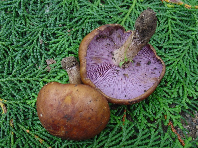 紫、食す。整備士たむちゃんのブログ