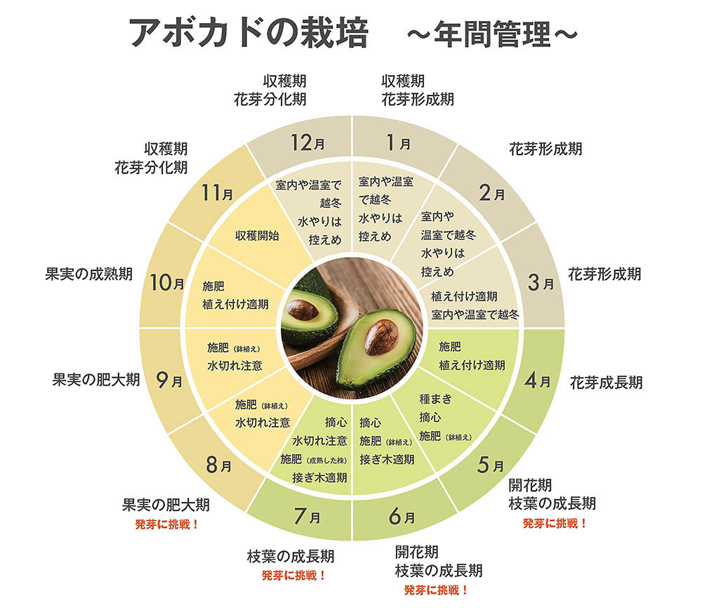 アボカドの剪定方法と育て方の注意点!元気がない理由は?剪定110番