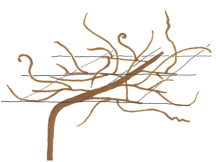 キウイフルーツ」の育て方・栽培のコツ 果物 家庭菜園2ページ目 ぬくもり