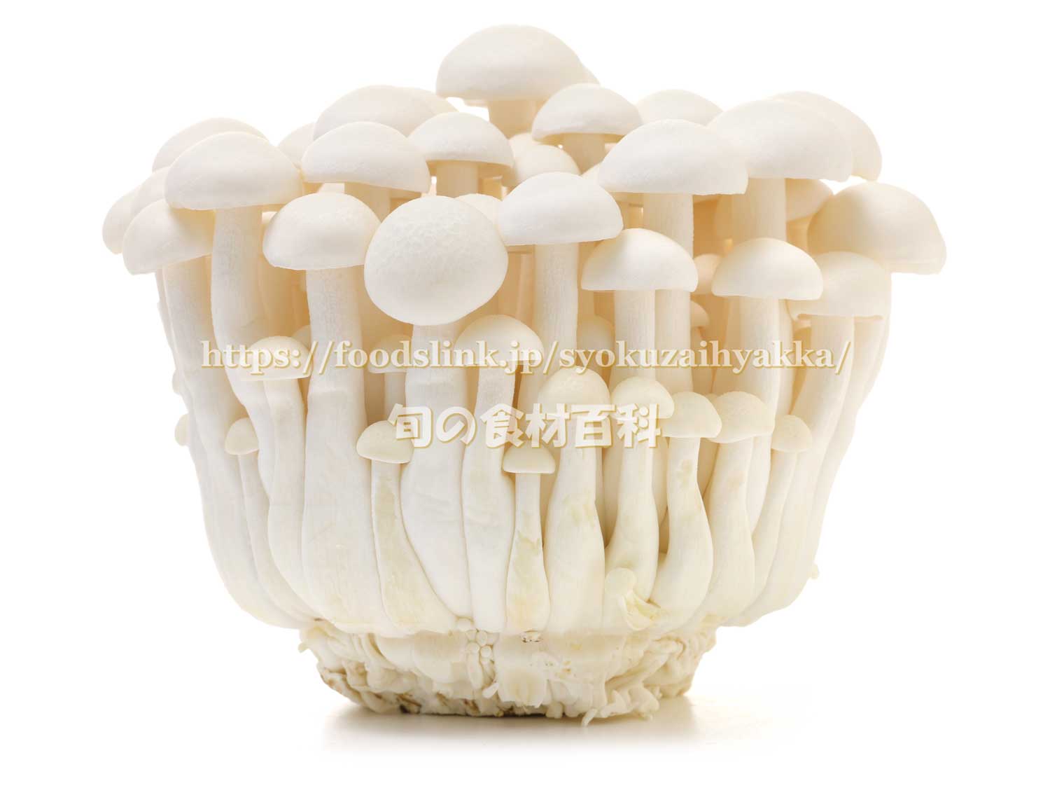 きのこってどこまで食べれるの？？無駄なくおいしく食べるコツ、教えます！クラシル