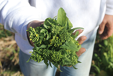 花が咲いた菜の花は食べられる？毒はないの？ - ふーどりんa
